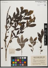 Foto von Salix L.